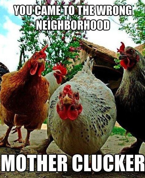 puns-chicken-funny-puns-pun-pictures-cheezburger