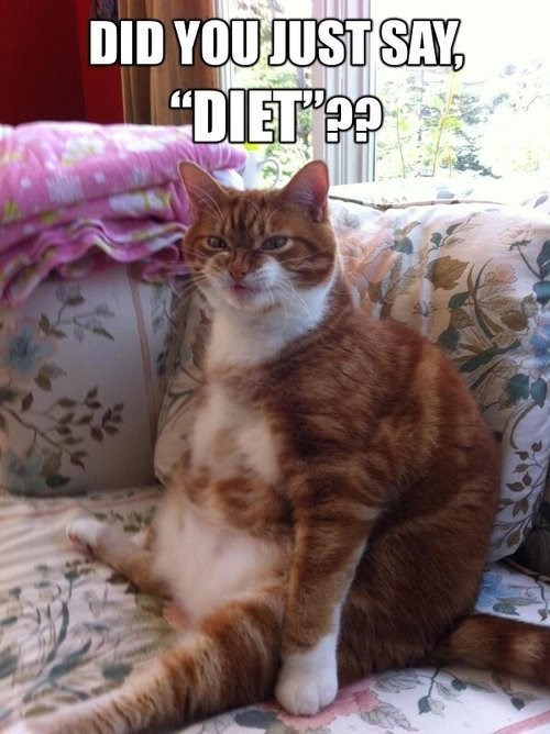 Just Cutting Back on the Cat Nip Snacks - Lolcats - lol | cat memes ...