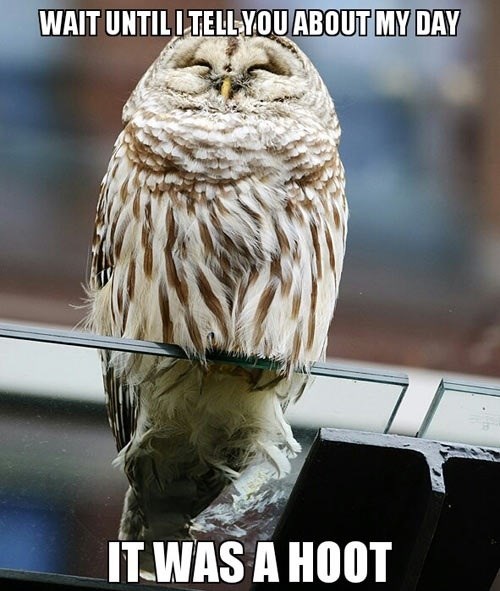 Puns Owl Funny Puns Pun Pictures Cheezburger