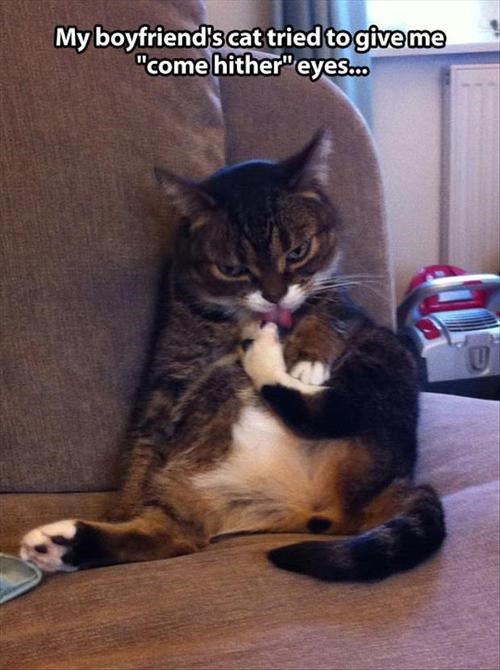 Seduction is an Art - Lolcats - lol | cat memes | funny cats | funny ...