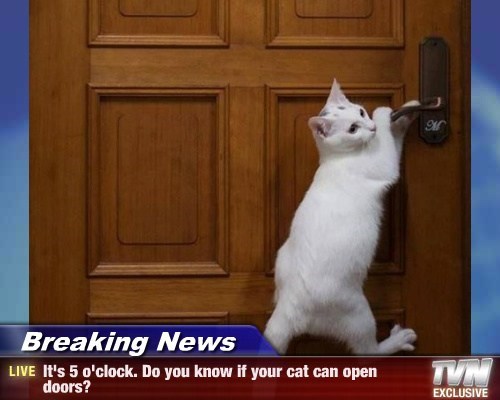 Cat Escapes Without a Trace - Lolcats - lol | cat memes | funny cats