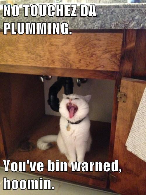 Better Call a Plumber - Lolcats - lol | cat memes | funny cats | funny ...