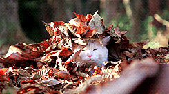 Autumn Came Fast! - Animal Gifs - gifs - funny animals - funny gifs