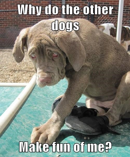 Ain't Nothin' but a Hound Dog - I Has A Hotdog - Dog Pictures - Funny ...