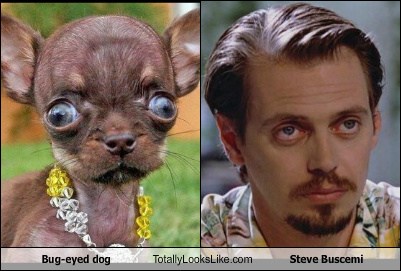 Bug eyed dog Totally Looks Like Steve Buscemi Totally Looks Like