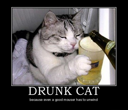 Damn Cat's Drunk Again - Very Demotivational - Demotivational ...