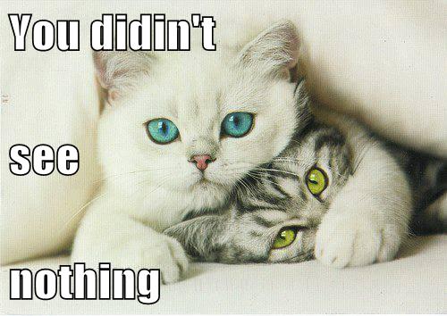 Nothing But Cuteness - Lolcats - Lol 