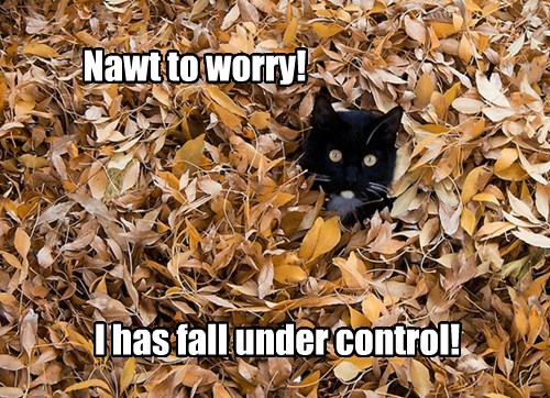 Lolcats - autumn - LOL at Funny Cat Memes - Funny cat pictures with