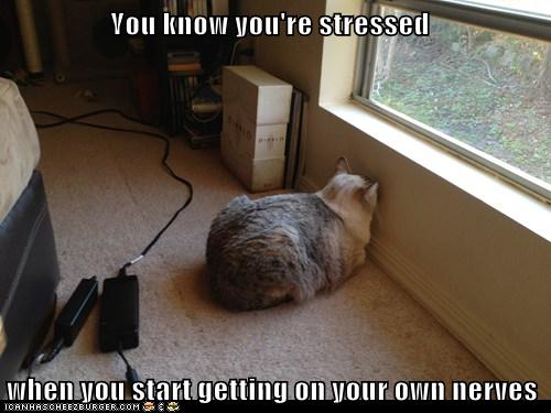 I'm Giving Myself a Time-Out - Lolcats - lol | cat memes | funny cats