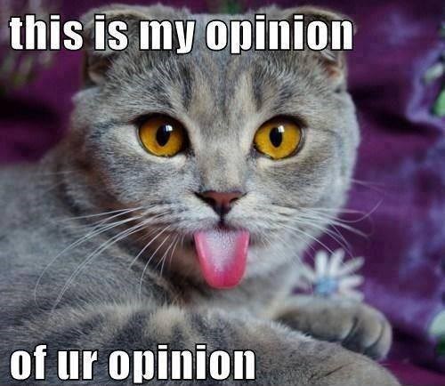 Thats One Opinionated Cat Lolcats Lol Cat Memes Funny Cats Funny Cat Pictures With 2183