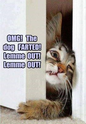 Tabby Fart