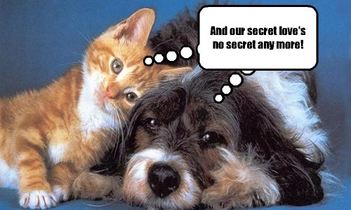 At Last Our Love S An Open Door I Has A Hotdog Dog Pictures