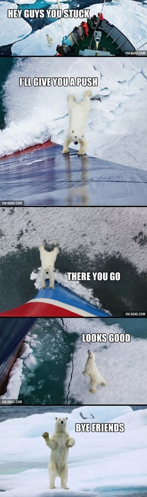 Polar Bears are the Strongest and Friendliest of Bears Animal Comedy