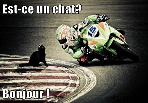 Est Ce Un Chat Bonjour I Can Has Cheezburger