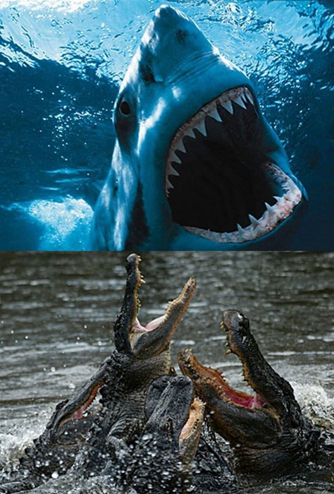 alligator shark dinosaur