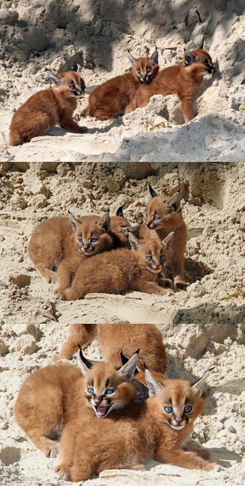 This is a baby caracal.  Cute cats and dogs, Baby caracal, Funny animals