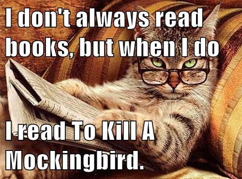 It's Between That and The Raven - Lolcats - lol | cat memes | funny