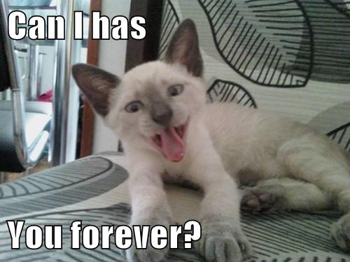 I Want to Go Home With You! - Lolcats - lol | cat memes | funny cats