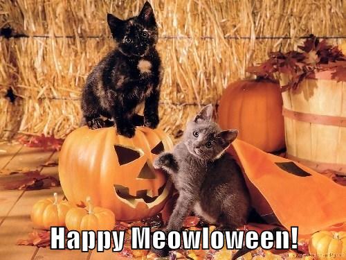 Lolcats - halloween - Page 4 - LOL at Funny Cat Memes - Funny cat ...