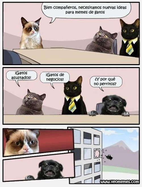Nuevas Ideas Para Memes De Gatos Loquillo