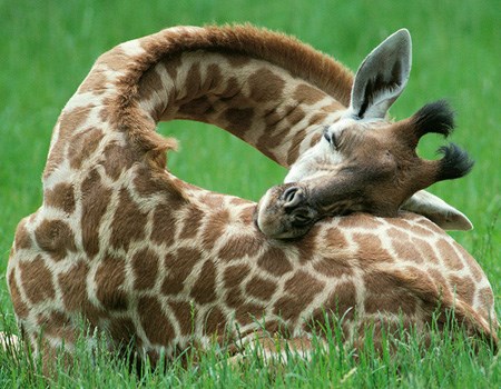 what-a-precious-sleeping-giraffe