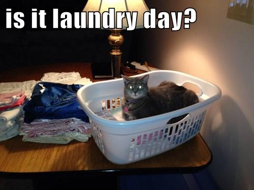 I Can Has Cheezburger? - laundry - Page 3 - Funny Animals Online ...