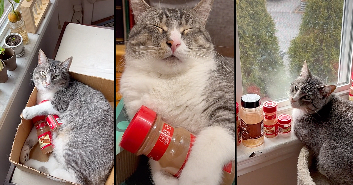 how to be overly obsessive over tiny details: Spice Jars - A Kitchen Cat