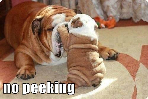 I Has A Hotdog - no peeking - Funny Dog Pictures | Dog Memes | Puppy Pictures