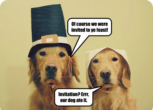 Plymouth Party Crashers - I Has A Hotdog - Dog Pictures - Funny