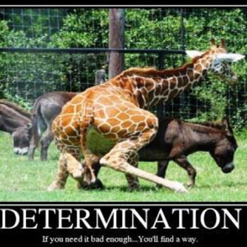 Now That's Determined! - Very Demotivational - Demotivational Posters ...