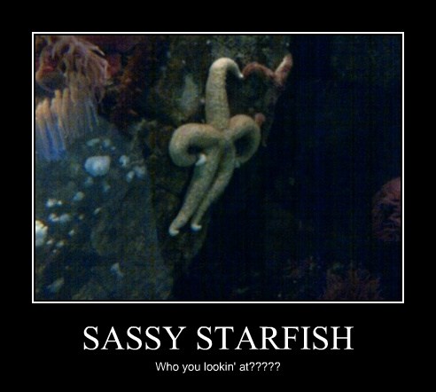 The Stardom Really Builds Their Ego - Animal Comedy - Animal ...