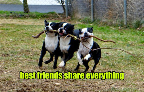 True Friends are Always in Sync - I Has A Hotdog - Dog Pictures - Funny ...