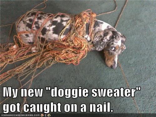 Dog sweaters best sale with funny sayings