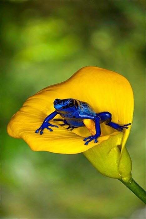 Beautiful Frog Looking Blue - Daily Squee - Cute Animals - Cute Baby