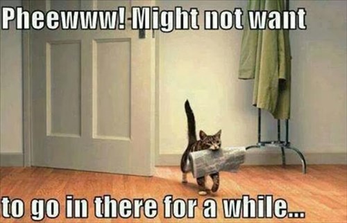 Lolcats Stink LOL At Funny Cat Memes Funny Cat Pictures With Words On Them Lol Cat 