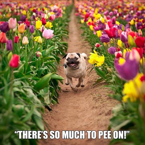 are dogs or cats good to tulips