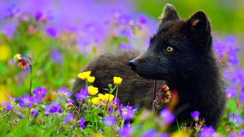 A Little Black Fox Surrounded By Violet - Daily Squee - Cute Animals ...