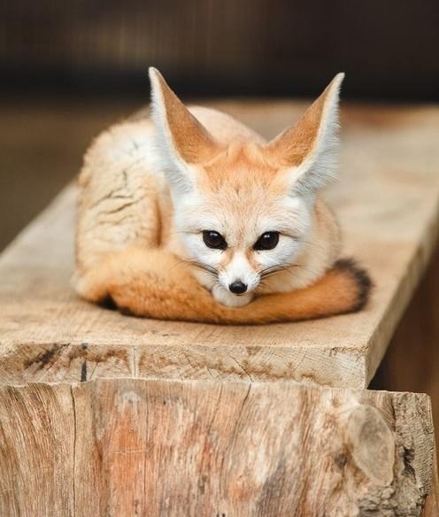 This Fennec Fox Will Melt Your Heart - Daily Squee - Cute Animals