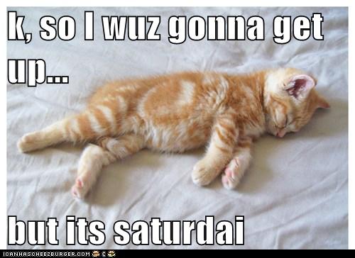 ITS SATERDAY!!! Cats-cute-kitten-sleep-saturday-7938247936