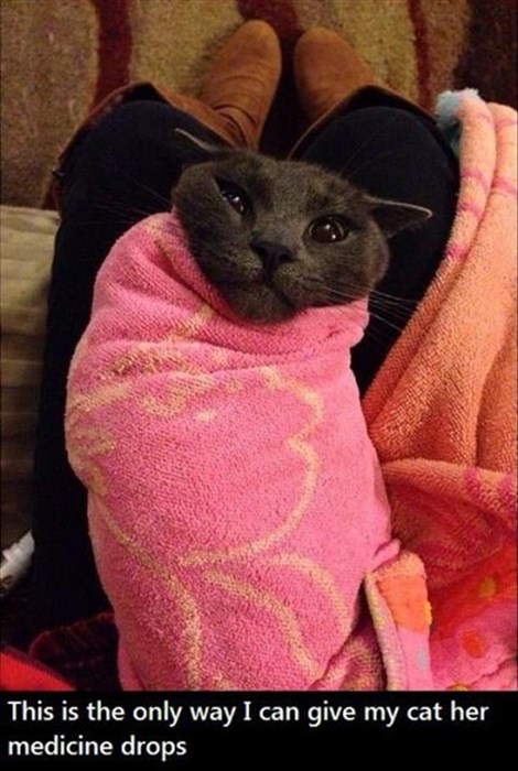 Swaddling, She Says... - Lolcats - lol | cat memes | funny cats | funny ...