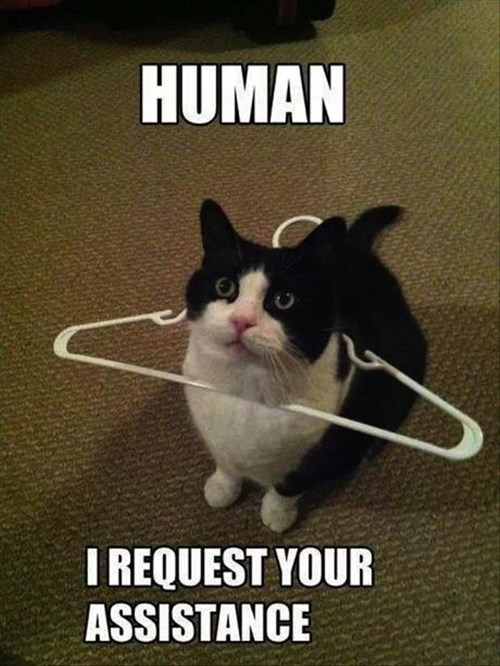 Don't Leave Me Hanging - Lolcats - lol | cat memes | funny cats | funny