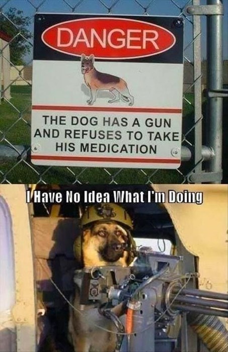 funny pictures of dogs with guns