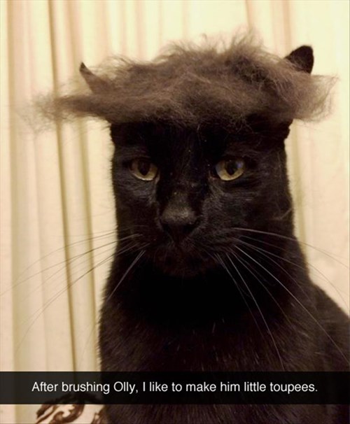 Lolcats toupee LOL at Funny Cat Memes Funny cat pictures