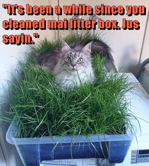 Man! I Make Some Good Fertilizer! Lolcats lol cat memes funny