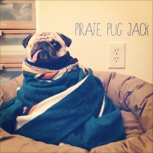 Pug with hotsell eye patch