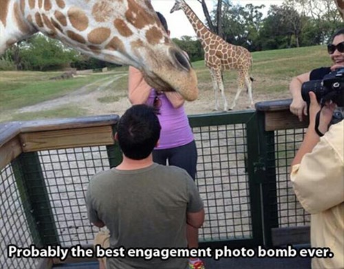 So Romantic - Photobombs - photobomb that guy