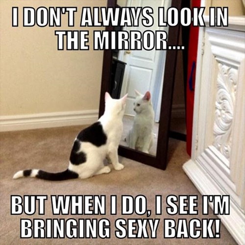 Well, Hello There, Handsome! - Lolcats - lol | cat memes | funny cats