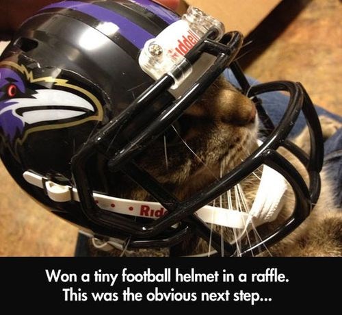 cat with football helmet｜TikTok Search