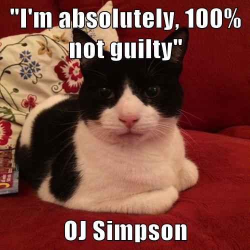 I M Absolutely 100 Not Guilty Oj Simpson Cheezburger Funny Memes Funny Pictures