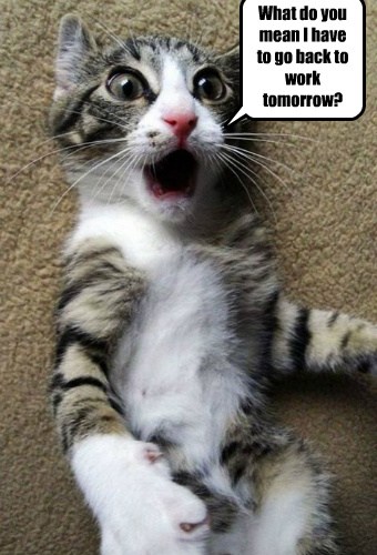 What do you mean I have to go back to work tomorrow? - Lolcats - lol ...